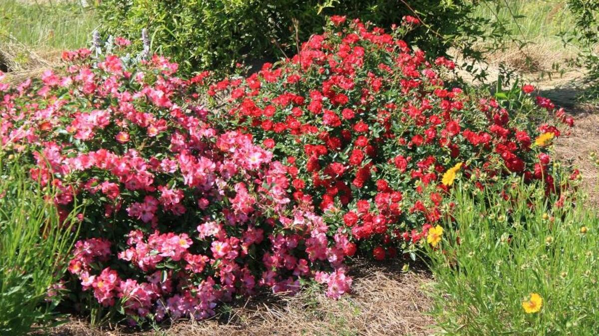 Pink and red Drift roses combine to make a colorful scene while remaining low and spreading, making them well-suited for a range of uses in the landscape.