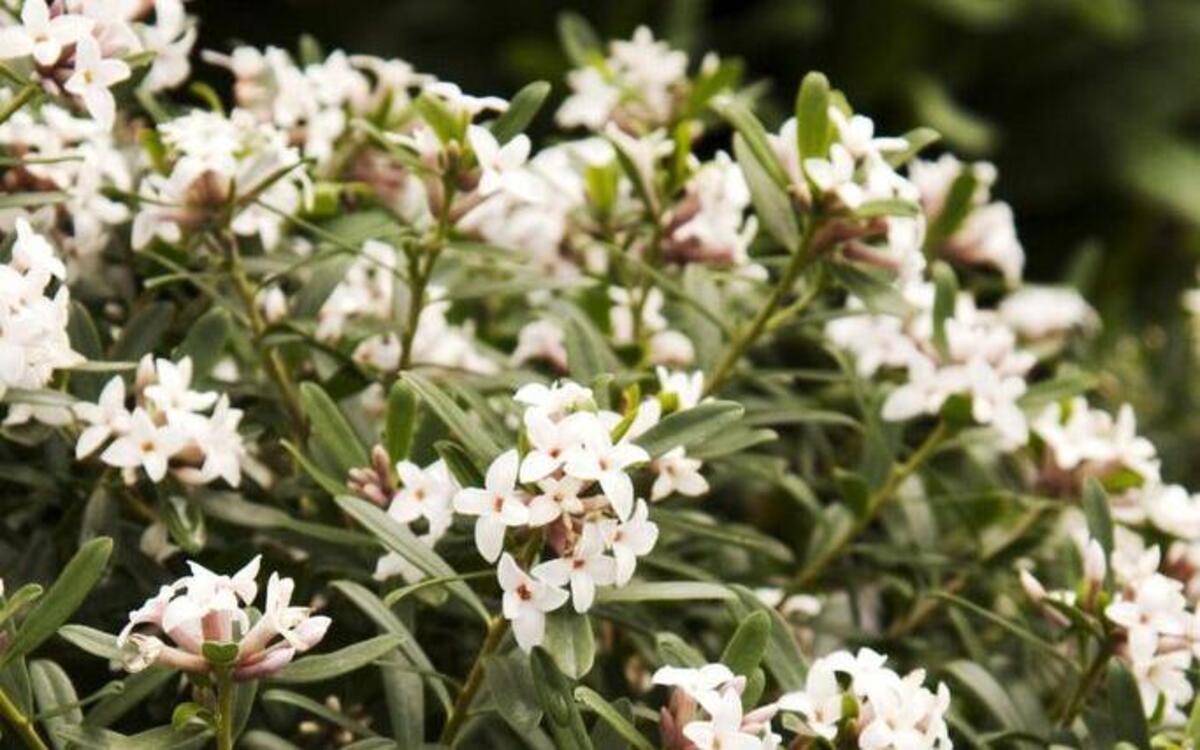 Winter daphne is a superb shrub for winter beauty. Its flowers possess great scent and beauty.
