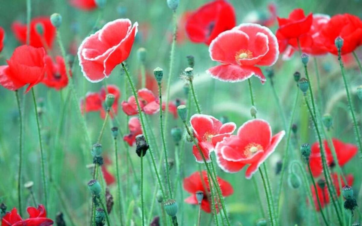 
Red poppies rank among the prettiest flowers of late spring and are easy to grow from seeds sown in the fall. 
