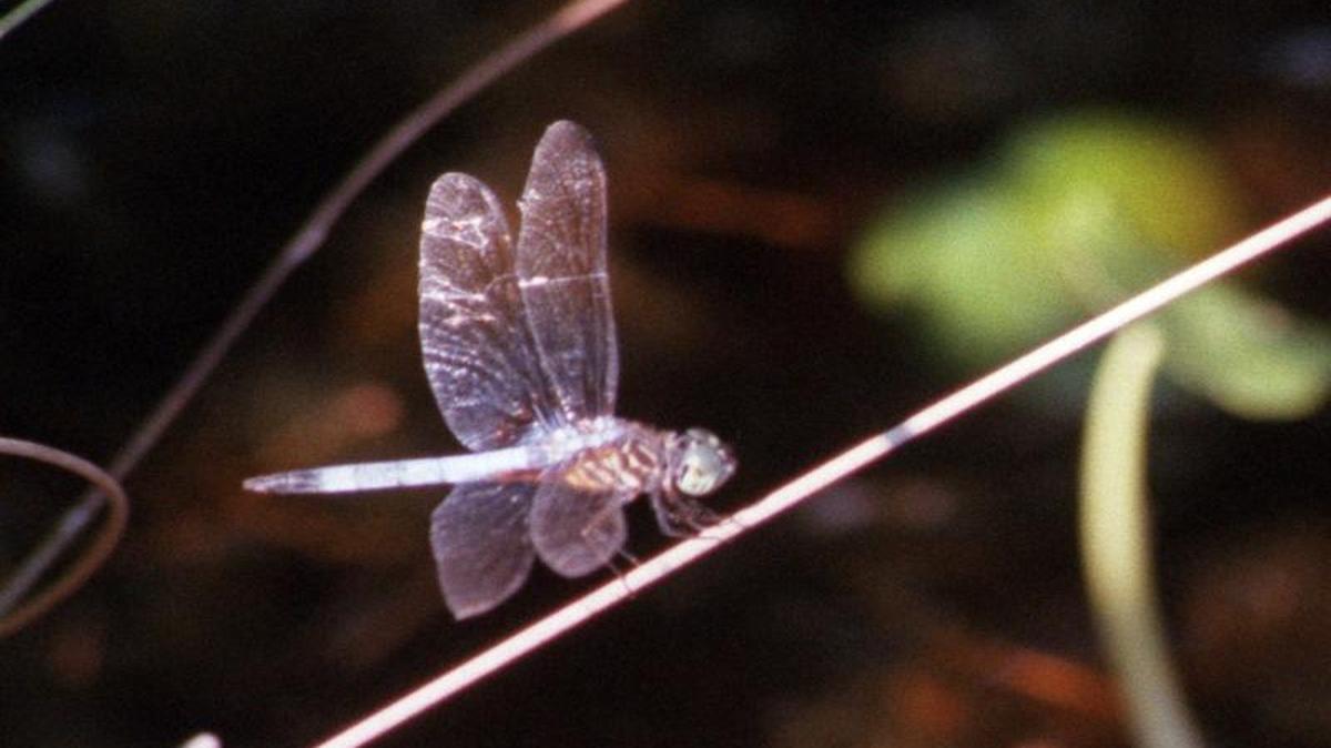 
Join a park ranger to learn how to identify dragonflies during a short hike at 2-3 p.m. July 11 at William B. Umstead State Park.

