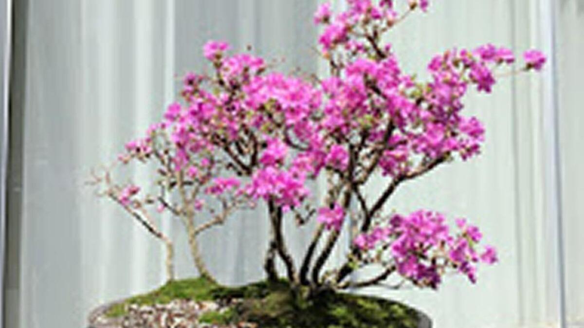 An Azalea Bonsai tree displayed at recent N.C. Museum of Art’s Art in Bloom. There is a bonsai expo April 23-24 at the JC Raulston arboretum.