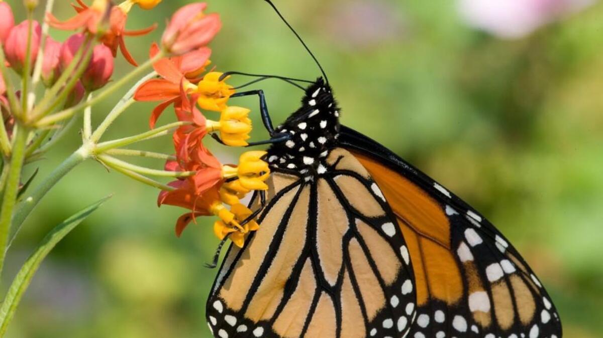 
Sarah P. Duke Gardens is offering a monarch butterfly class on Oct. 3. 
