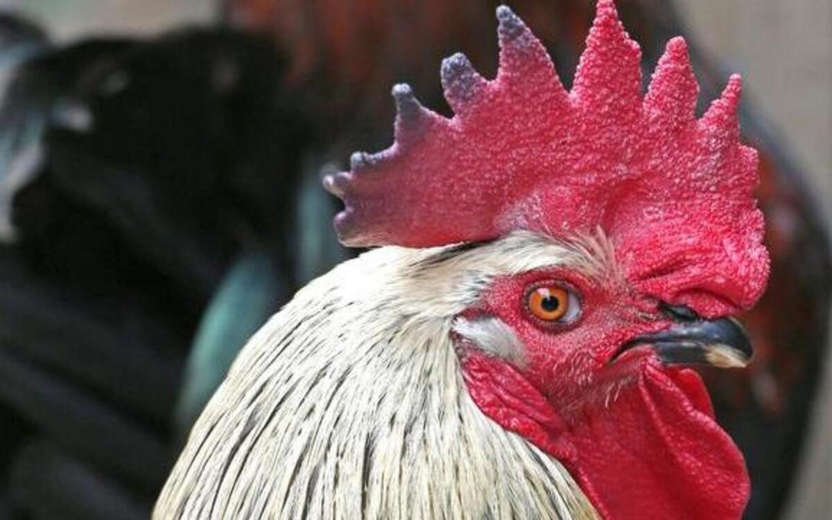 Urban Ministries of Wake County is seeking chicken coop owners who would like to be on the 13th annual Tour D’Coop, set for Saturday, May 20.