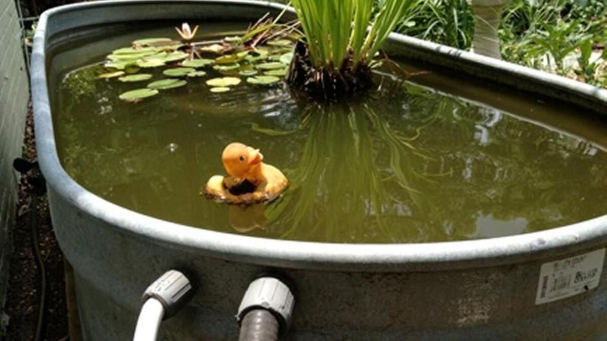 Learn how to install a 300-gallon rain barrel that also functions as a spring peeper-and-dragonfly-attracting above-ground water garden with water lilies.