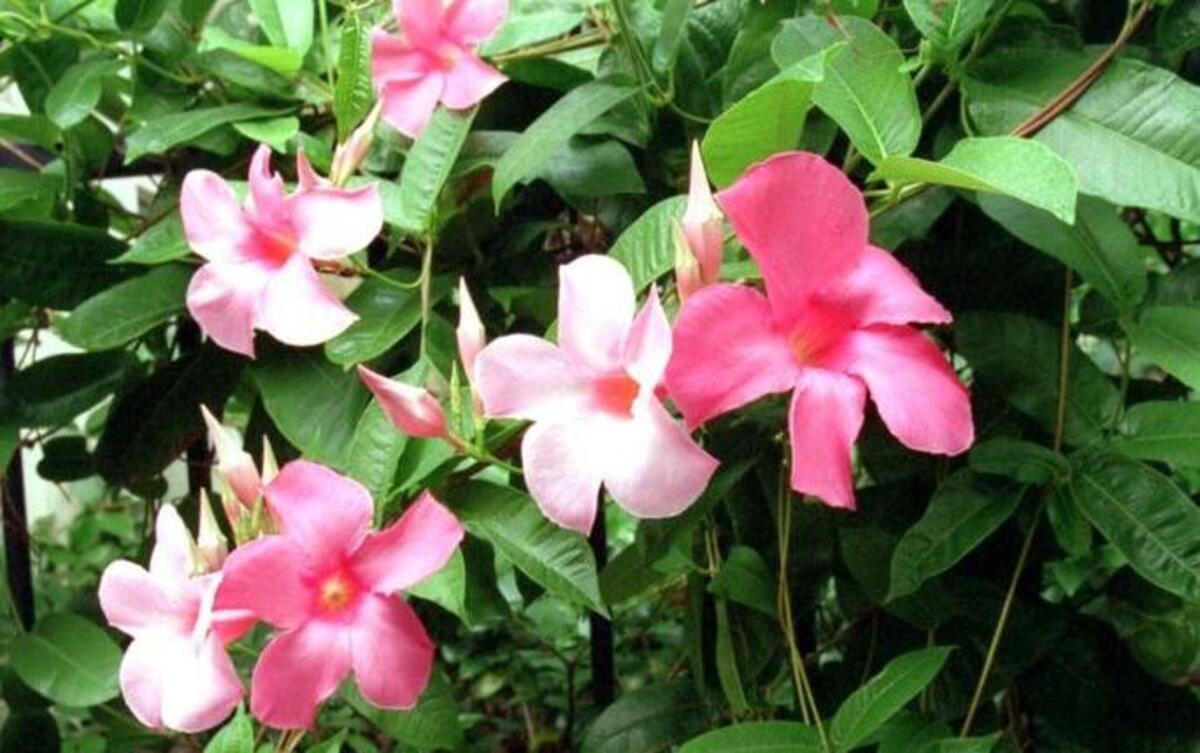 Mandevilla makes a strong flowering vine for a heavy fence but will need support along the way
