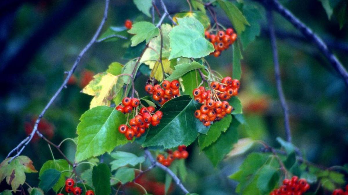 Berries on a Washington hawthorn.