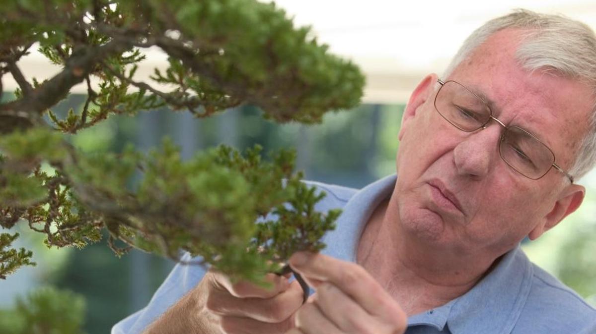 Harold Johnson, photographed in 2009, carefully looks at each branch for imperfections that need to be removed from a Juniper Bonsai.