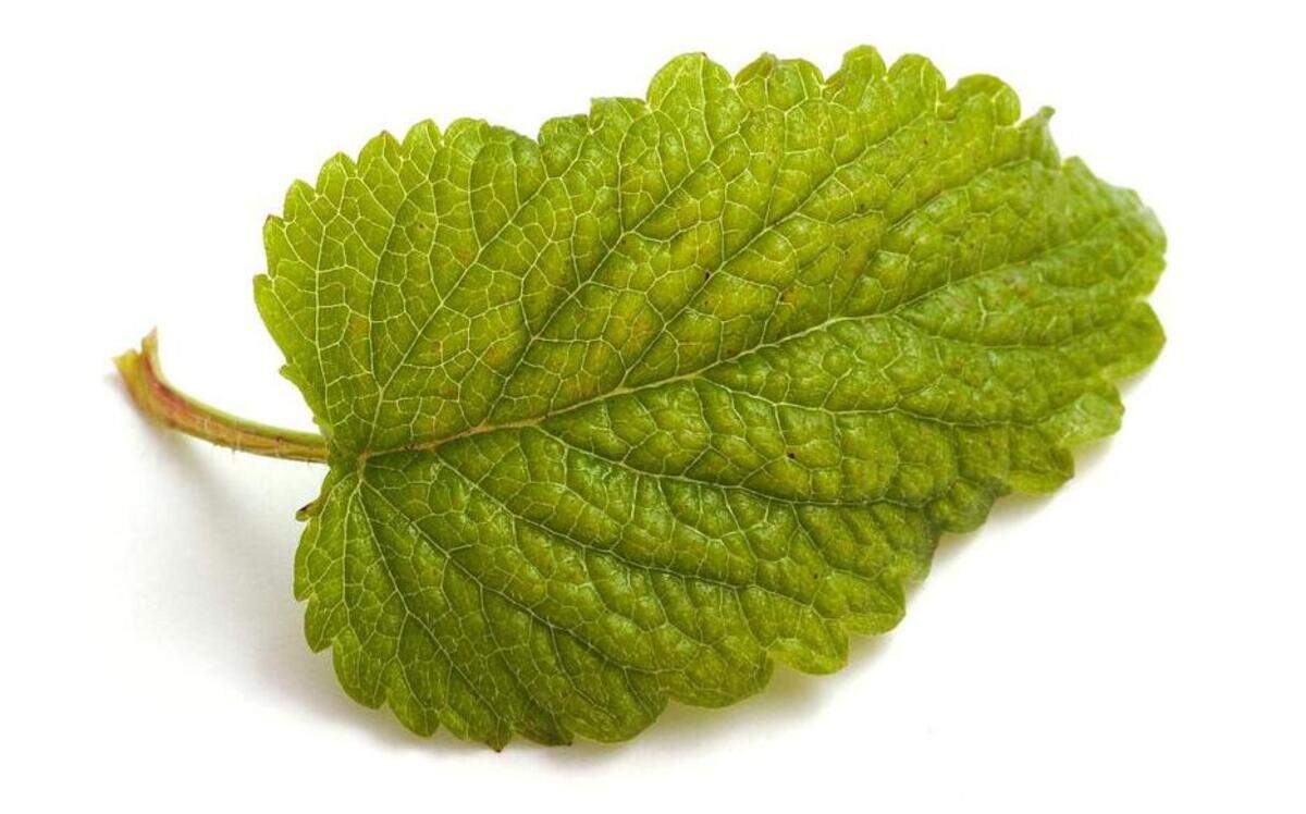 
Lemon balm is an easy-to-grow perennial. The glossy green leaves can be put in boiling water for an easy, flavorful tea. 
