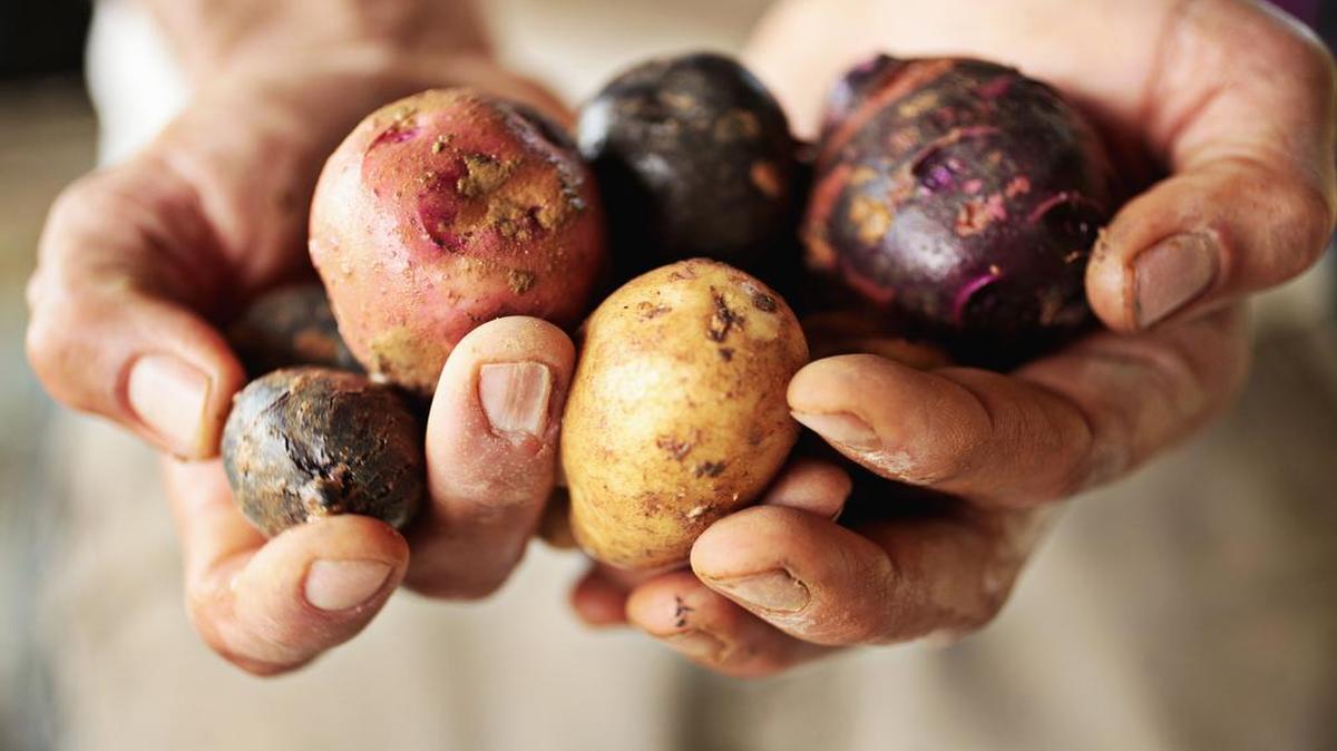 
George O'Neal of Lil' Farm in Timberlake holds potatoes fresh from the field.
