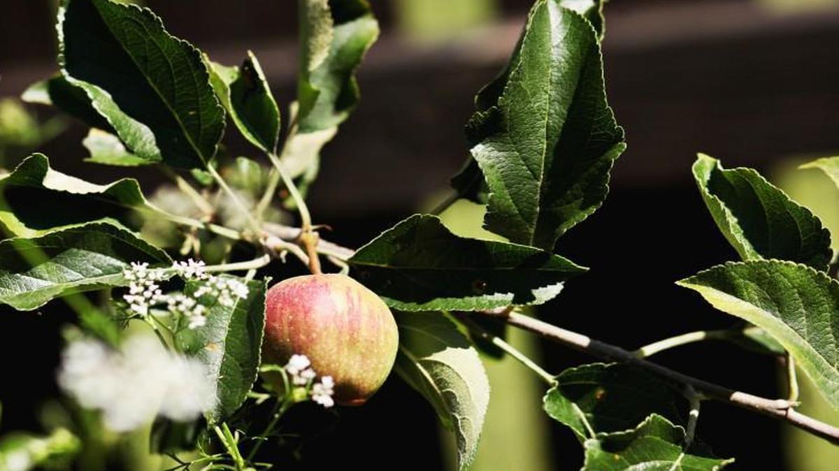 An apple ripens on a tree in Brie Arthur's backyard in 2016. Arthur maximizes her single-acre patch of suburbia through foodscaping.