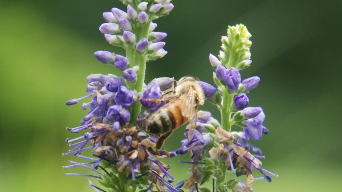 The 5 County Beekeepers Association will hold its second annual Bee School on Feb. 18 at the Bennett Bunn Plantation lodge in Zebulon.