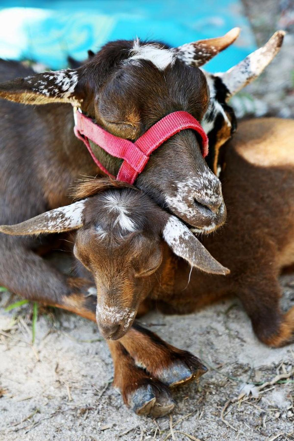 Nigerian Dwarf Goats take a nap at Hux Family Farm in Durham on June 29, 2017.