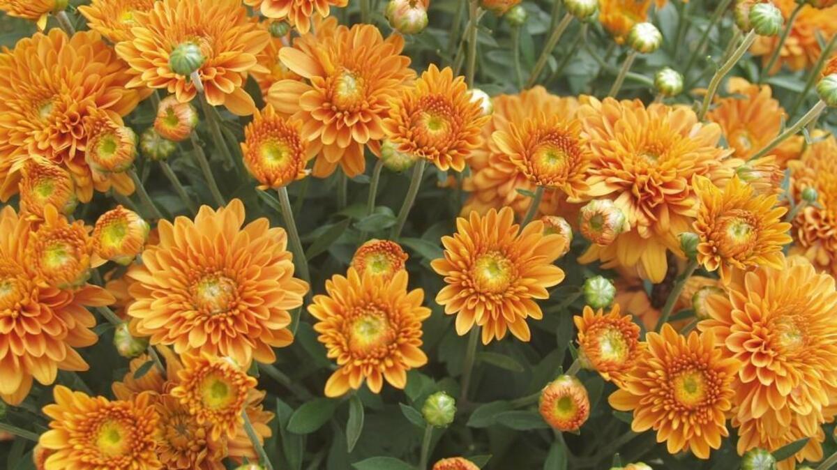 Chrysanthemums are sold in many styles and colors for planting in fall. They go well in pots or set out in flower beds.