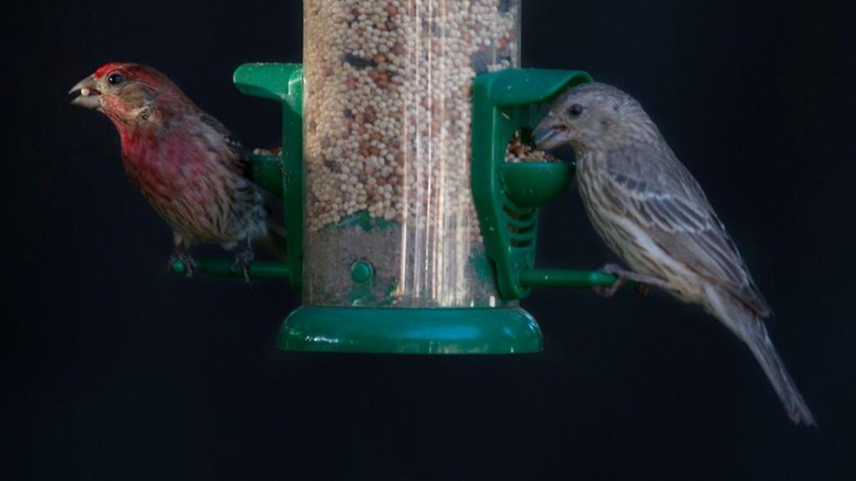 Disease problems associated with bird feeders are well documented, according to the California Department of Fish and Wildlife. “Sadly, bird feeders are for people, not for birds,” said spokeswoman Jordan Traverso.