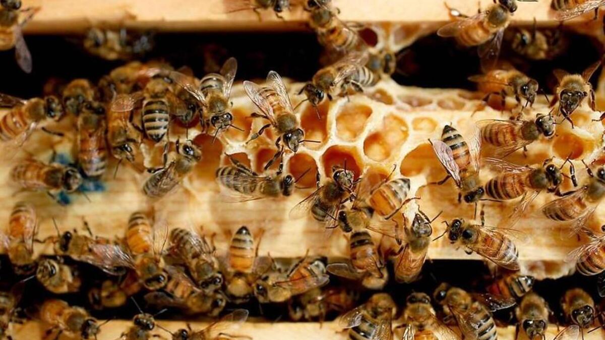 Beekeeping associations in the Triangle are offering workshops and bee schools.