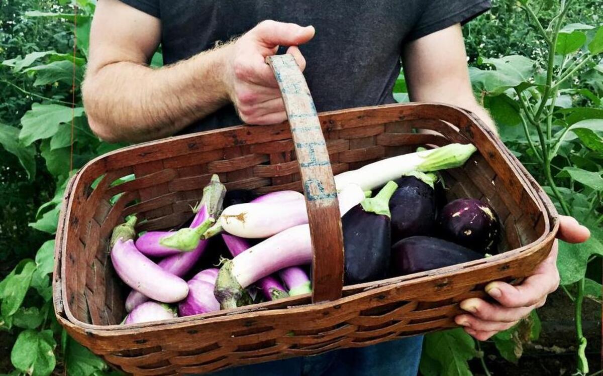 
Daniel Dayton of Old Milburnie Farm in Raleigh holds a basket of several fresh eggplants grown on the farm.
