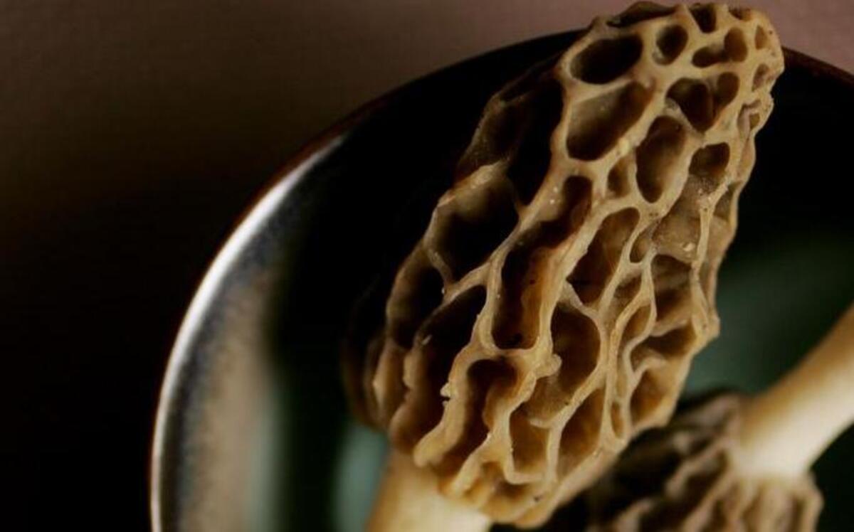 Frank Hyman is teaching a mushroom foraging class on Aug. 20 in Durham.