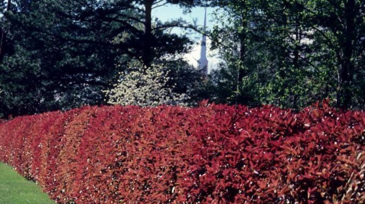 red-tip photinia (Photinia x fraseri) can handle heavy pruning.