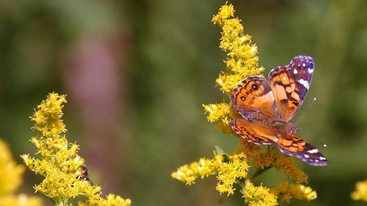 Goldenrods are beautiful on their own but especially nice when butterflies enjoy the flowers, too.