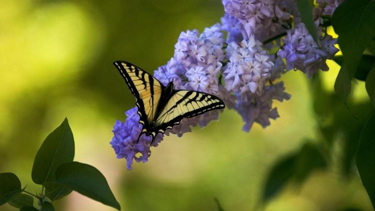 Garden Supply Co. is offering a Backyard Wildlife class on Jan. 21.