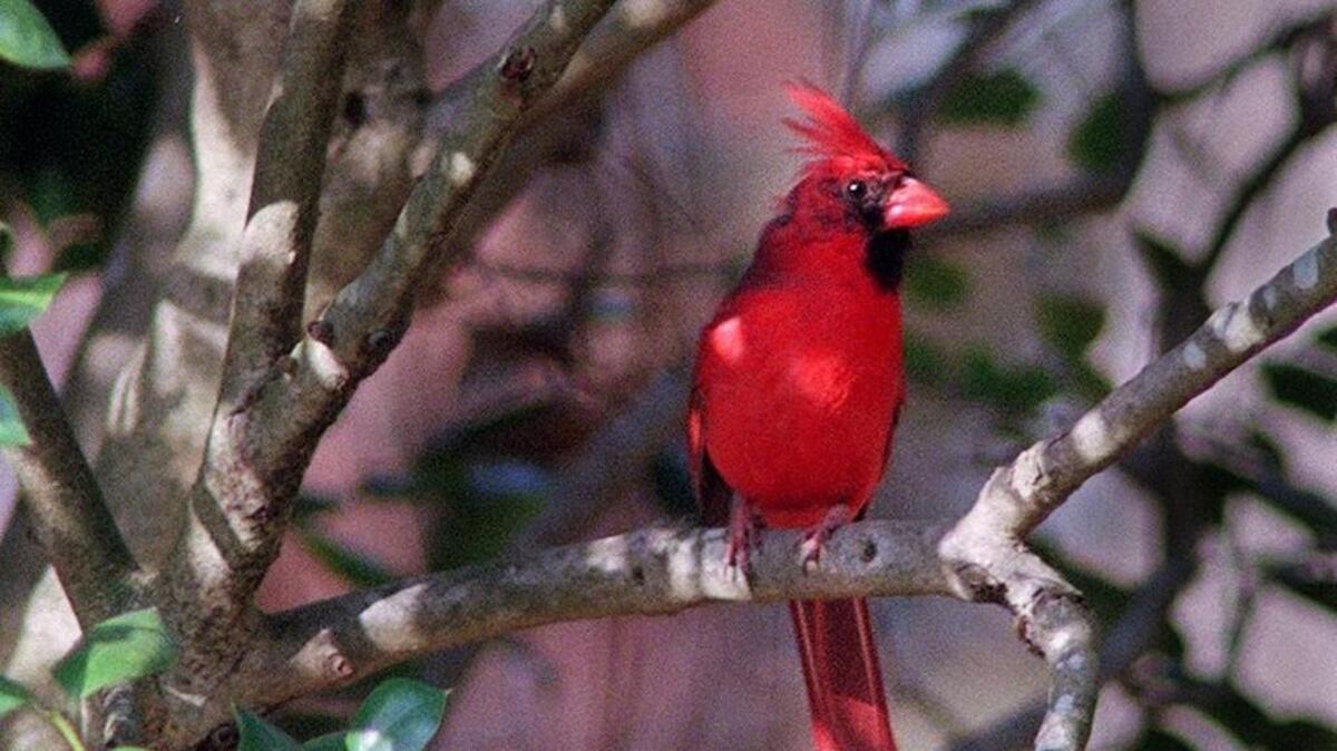 Three birding events upcoming in the Triangle.