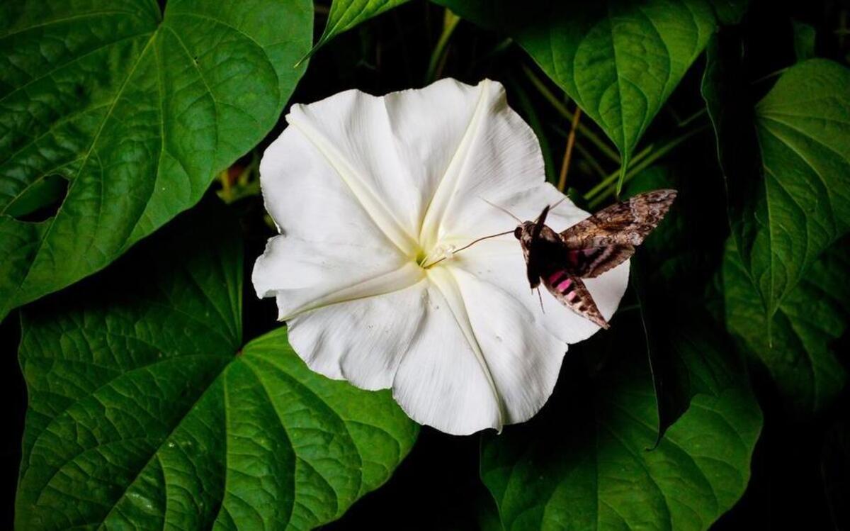 
A pink spotted hawk moth (otherwise known as a hummingbird moth) feeds on a moon flower. The moon flowers only bloom at night and the hawk moth only comes out at night to feed.
