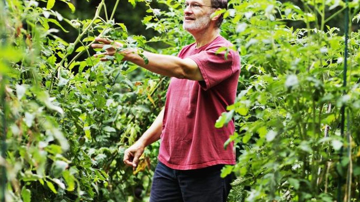Craig LeHoullier gathers tomatoes from his vines in his lush container and straw bale garden at his Raleigh home in 2015. LeHoullier just published his second book “Growing Vegetables in Straw Bales.”