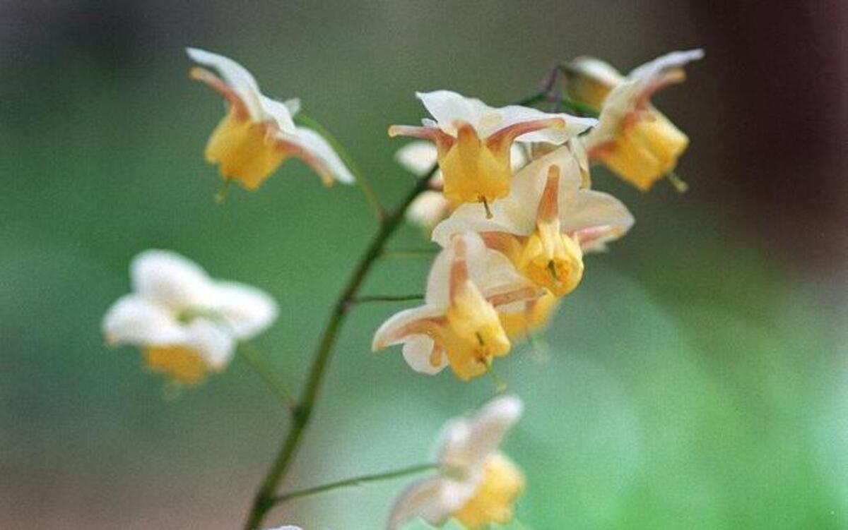 
This epimedium has delicate yellow and white flowers and blooms in March
