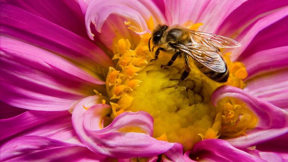 
 Dick Cicone’s photo by of a bee checking out a Dahlia won second place in the annual Juried Print Competition at the JC Raulston Arboretum. 
