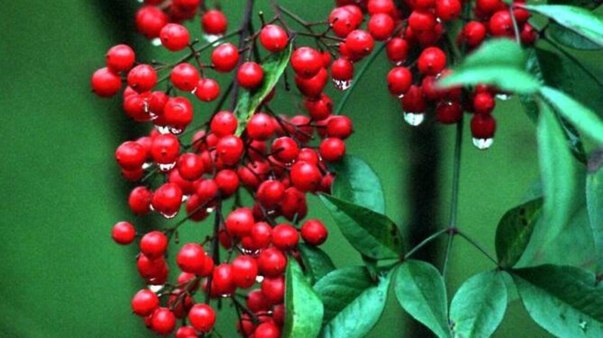 A nandina that has grown leggy over time can be encouraged to thicken up and become more dense with winter pruning.