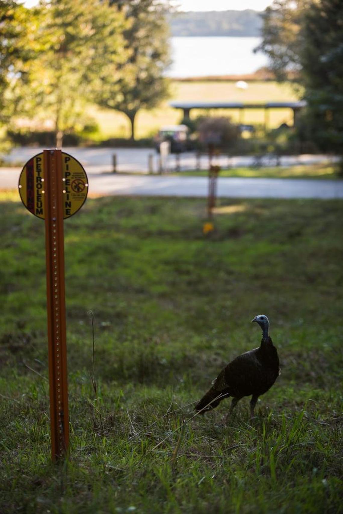 A wild turkey forages on RDU Airport Authority'e FATS tract leased by the Lake Crabtree County Park. Turkeys play an inportant role in the ecosystem by feeding on almost any insects, small rodents, and many plants to keep these populations from overcrowding others in the area.