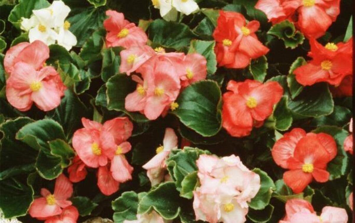 Bedding begonias are easy plants that bring lots of color to the summer garden.