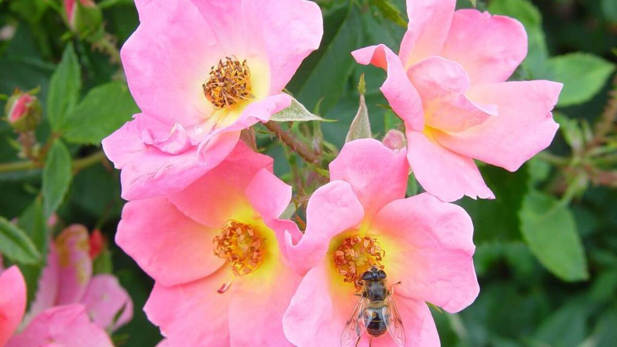 Knock Out roses lasted well into December this year, but some minor pruning will prepare them for winter.