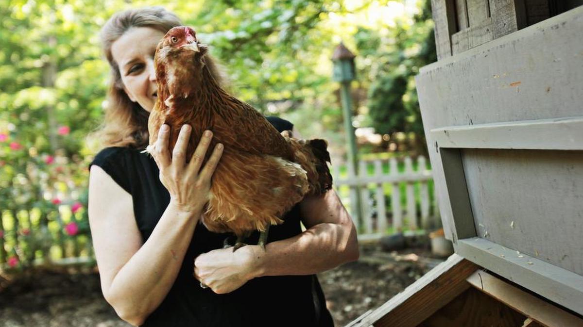 
"Charmed in the beginning by pleasures of egg and feather, I soon learned that to love and attempt to care for chickens is a spiritual endeavor," says Mary Miller of her flock of nine hens.
