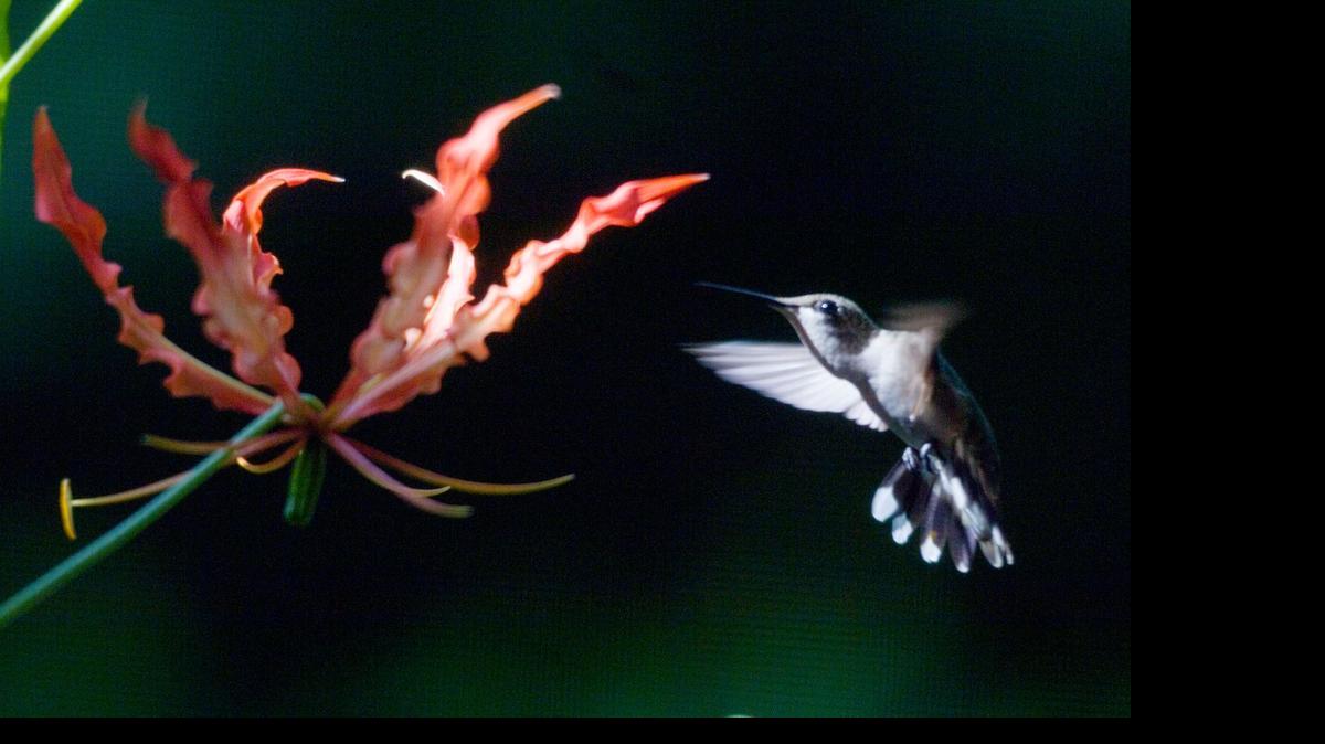 
A hummingbird takes a second look at a flower in the late afternoon sun. Now is hummingbirds’ peak season in North Carolina. Some of the 15 Western hummingbird species may be spotted in North Carolina in the summer, having ventured over the Rocky Mountains before heading south for the winter.
