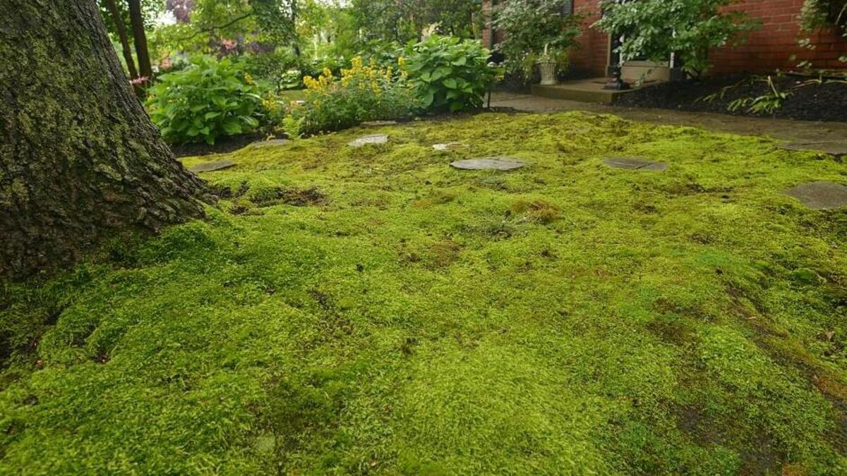 Duke Gardens is offering a moss gardening class on Jan. 17 in Durham.