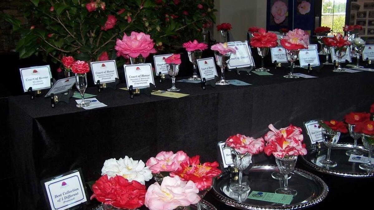 Camellias on display at the annual show in Fayetteville. This year’s event will be March 5-6.