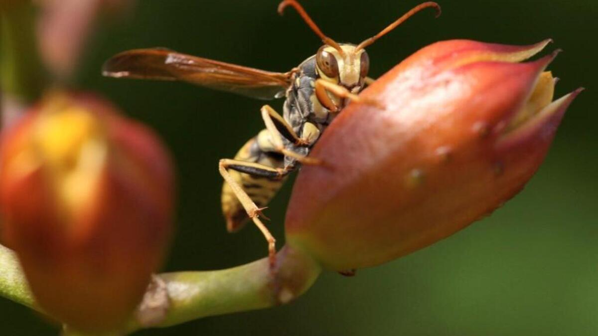 A paper wasp sits on an orange trumpet vine. Wasps play a beneficial role in the garden by controlling populations of insects such as caterpillars that harm plants.