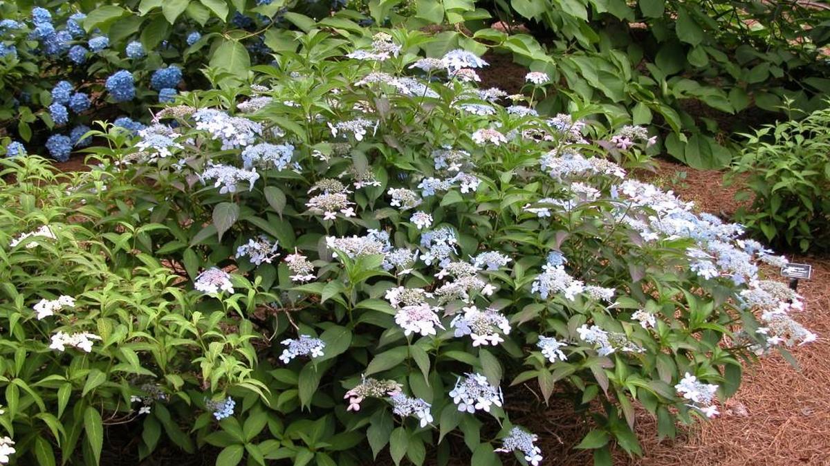 Wilson’s compact mountain hydrangea, also known as Hydrangea serrata (Wilson 7820).