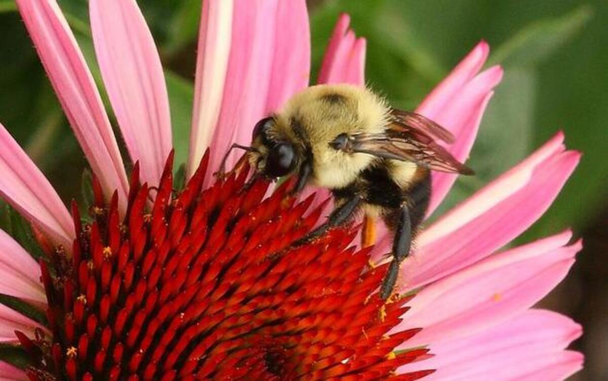 
One happy bee on an insecticide-free purple coneflower.

