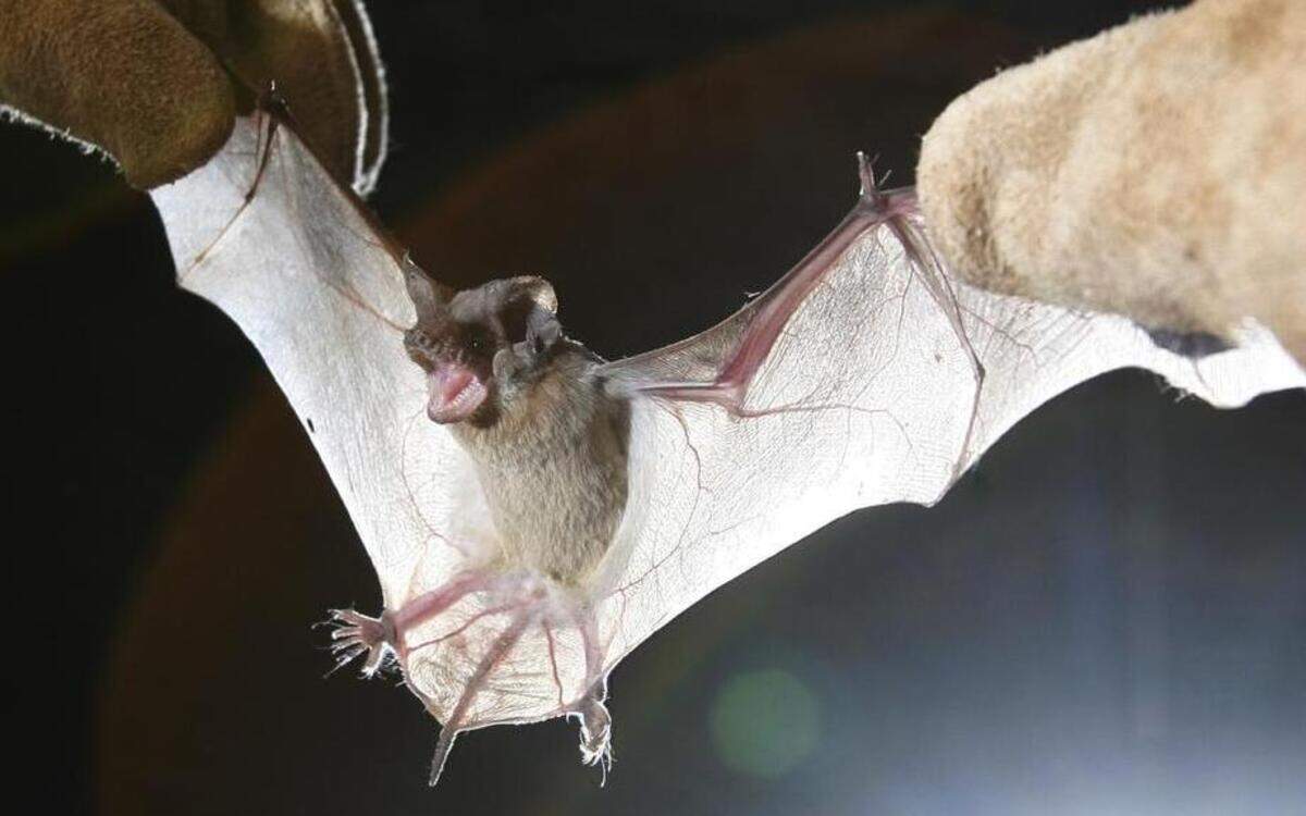 
This tiny Brazilian free-tailed bat is examined by a biologist. There are 1,300 species, and all play an important role in pest control around the world. Many also pollinate plants, and disperse seeds that are needed to repopulate our forests with the next generation of trees and plants.
