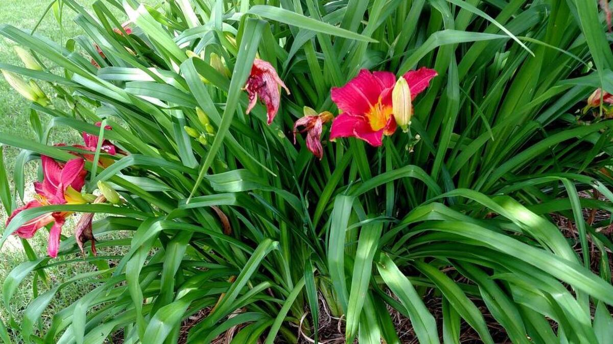 Overcrowding and lack of cold winter weather can lead to short stalks on daffodils and daylilies.