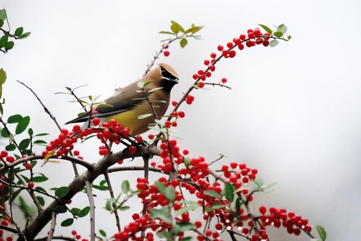 Cedar Waxwing photographed among red berries.