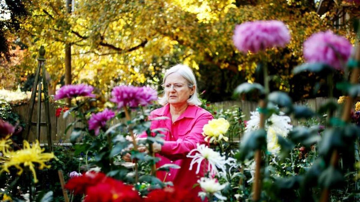 Central Carolina Chrysanthemum Society Monthly Meeting has its monthly meeting from noon-2 p.m. June 20 at JC Raulston Arboretum in Raleigh.