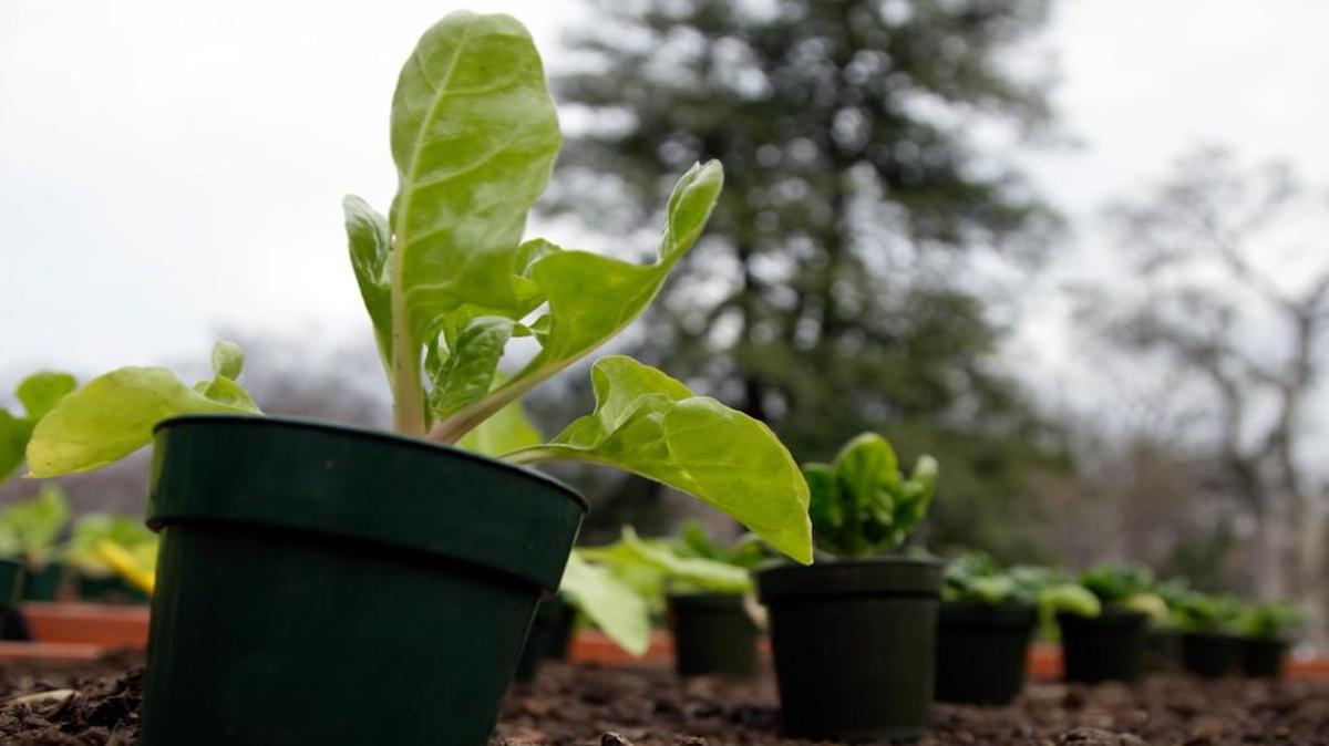 
Two popular fall crops are broccoli and Brussels sprouts, and are best grown now from young plants sold in garden centers.
