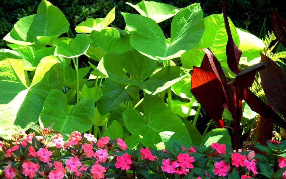 
SunPatiens and Lime Zinger elephant ears create a Caribbean Carnival like combination. 
