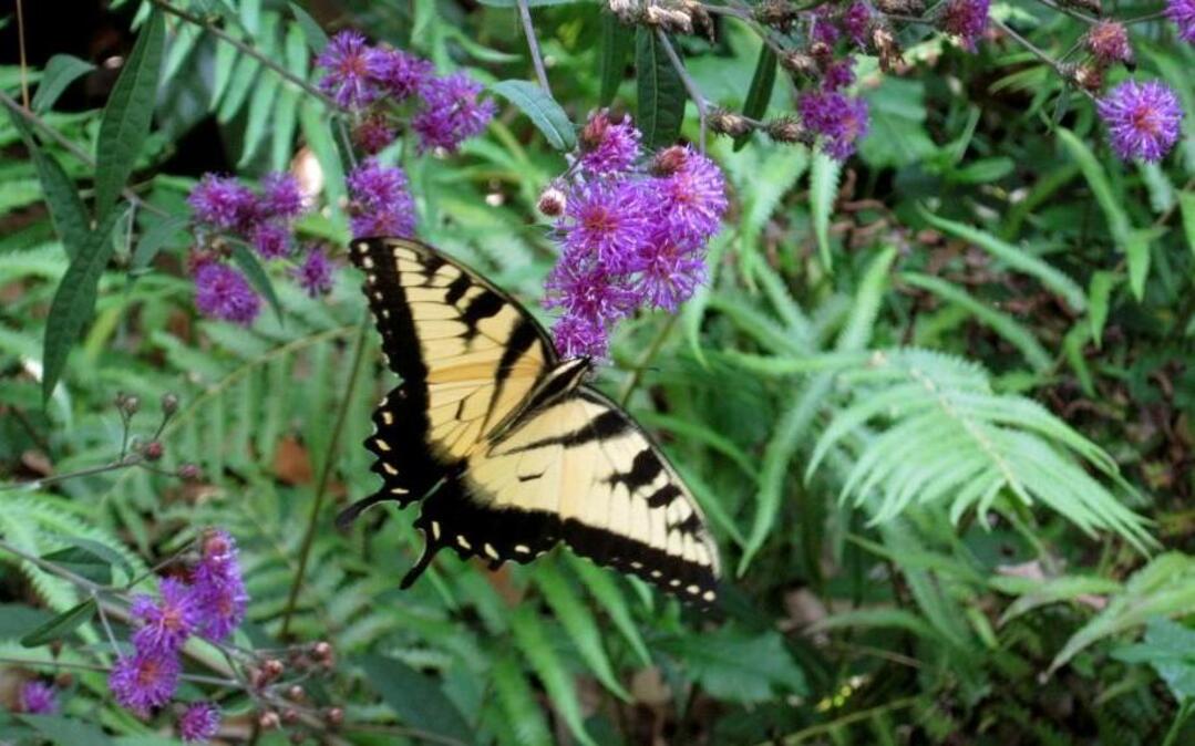 A detail from the Margaret Reid Garden off of Dixie Trail in Raleigh.