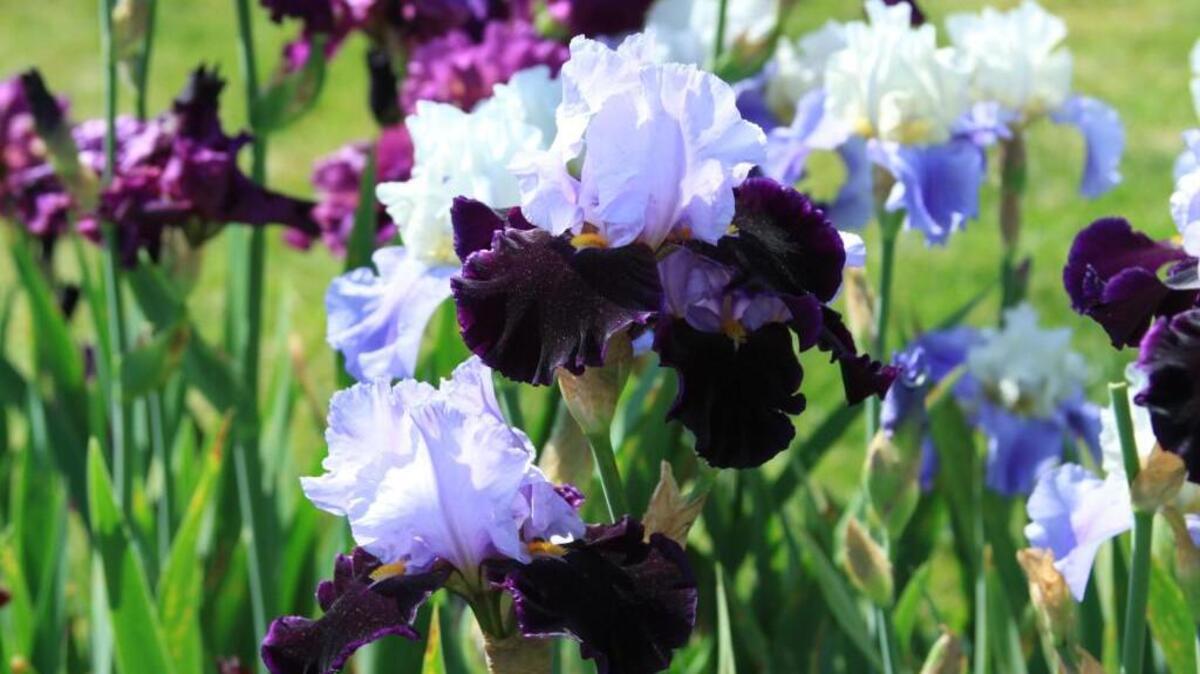 The Eastern N.C. Iris Society will hold its annual iris sale from 9 a.m.-4 p.m. July 23 at the JC Raulston Arboretum in Raleigh.