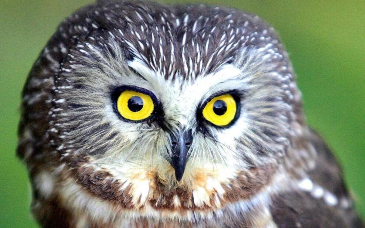 Make your plans now to attend the Fifth Annual Boone Birding Festival on Saturday, April 8. You’ll have a chance to see a saw-whet owl as well as other large birds of prey.