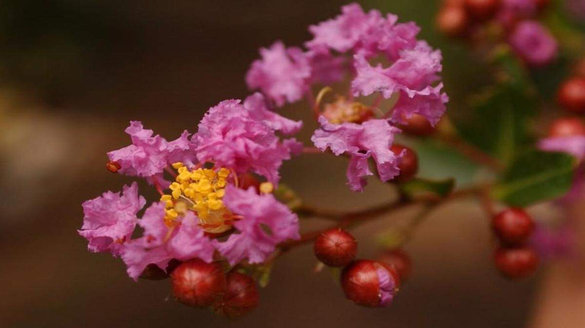 
JC Raulston Arboretum director Mark Weathington answers a reader’s question about whether a crape myrtle’s offspring will be the same color as the parent tree. 
